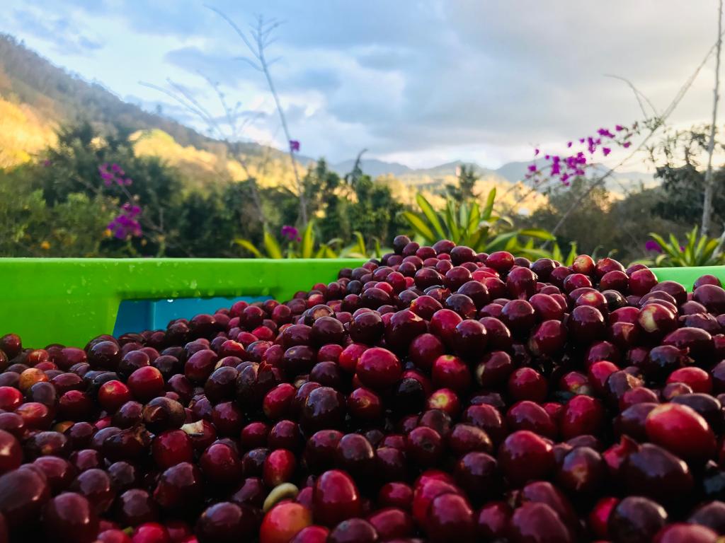 GUATEMALA “NEW ORIENTE” (150g/1P)