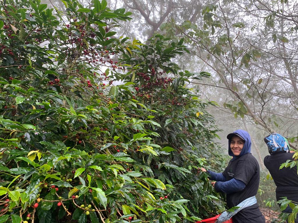 GUATEMALA “NEW ORIENTE” (150g/1P)