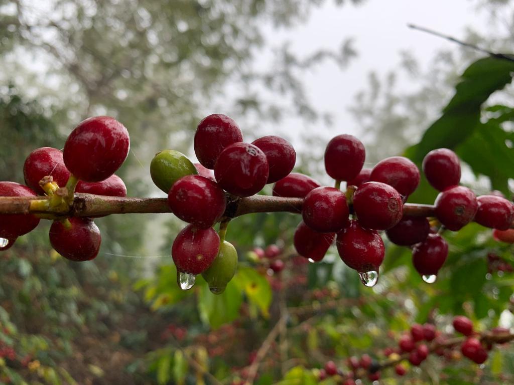 GUATEMALA “NEW ORIENTE” (150g/1P)