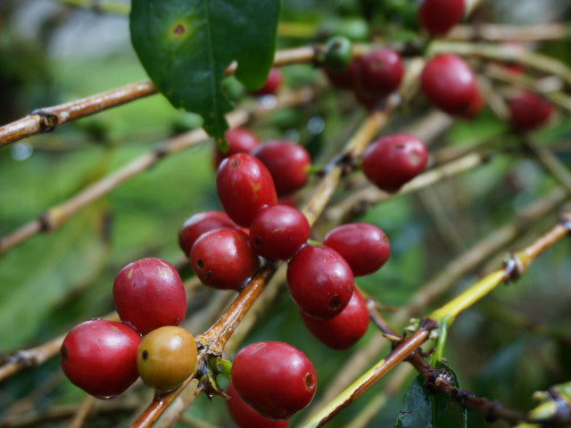 INDONESIA Ache (150g~/1P)