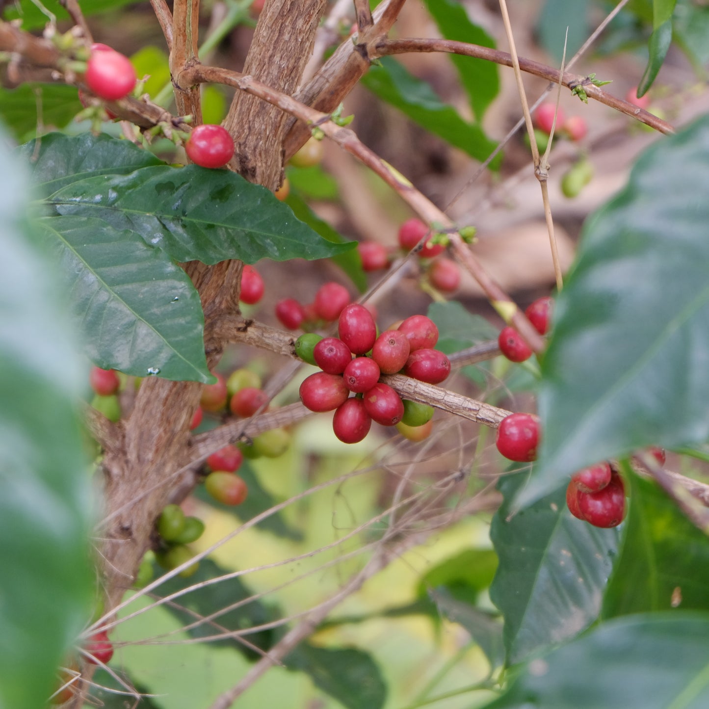 ETIOPIA Gotitit Natural  (150g/1P)