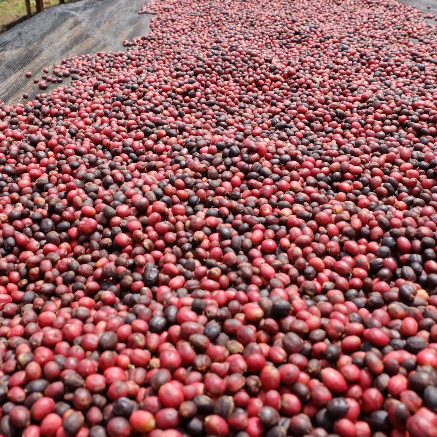 ETIOPIA Gotitit Natural  (150g/1P)
