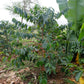 ETIOPIA Gotitit Natural  (150g/1P)