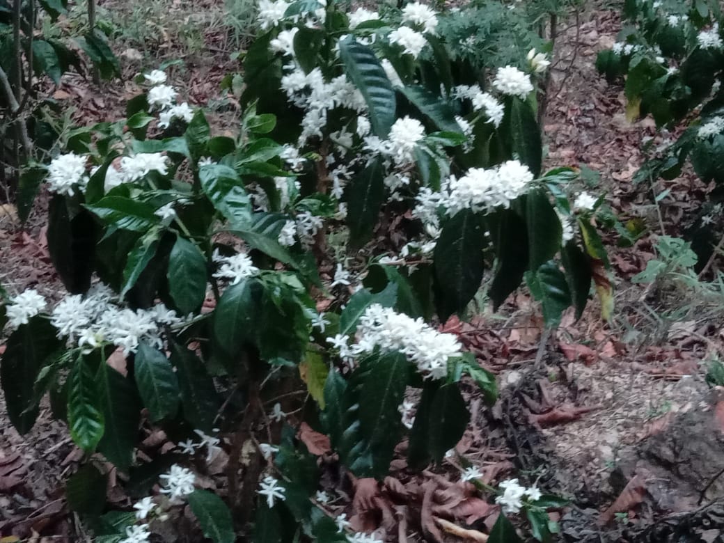 GUATEMALA [Natural] (150g/1P)