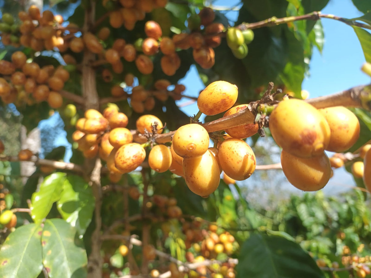 GUATEMALA [Natural] (150g/1P)