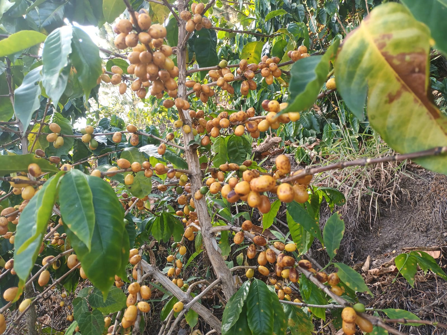 GUATEMALA [Natural] (150g/1P)