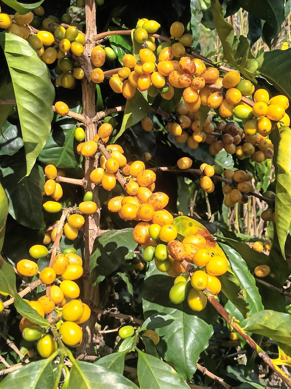 GUATEMALA [Natural] (150g/1P)
